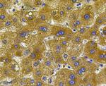 Noggin Antibody in Immunohistochemistry (Paraffin) (IHC (P))