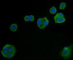 Carcino Embryonic Antigen CEA Antibody in Immunocytochemistry (ICC/IF)