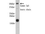 Prealbumin PA Antibody in Western Blot (WB)