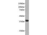 LPA receptor 1 Antibody in Western Blot (WB)