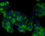 Vang-like protein 1 Antibody in Immunocytochemistry (ICC/IF)