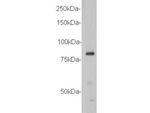 Vang-like protein 1 Antibody in Western Blot (WB)