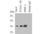HA Tag Antibody in Immunoprecipitation (IP)