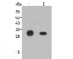 HA Tag Antibody in Western Blot (WB)