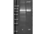 Maltose Phosphorylase Antibody in Western Blot (WB)