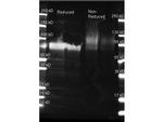 Glucose Oxidase Antibody in Western Blot (WB)