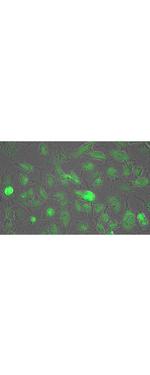 Lactate Dehydrogenase Antibody in Immunocytochemistry (ICC/IF)