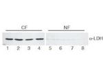 Lactate Dehydrogenase Antibody in Western Blot (WB)