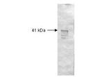 Dextranase Antibody in Western Blot (WB)