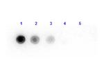 Luciferase Antibody in Dot Blot (DB)