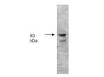 Alkaline Phosphatase Antibody in Western Blot (WB)