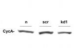 Cyclin A Antibody in Western Blot (WB)