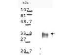 Cyclin D1 Antibody in Western Blot (WB)