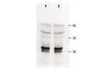 cdk2 Antibody in Western Blot (WB)