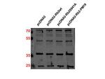 p27 Kip1 Antibody in Western Blot (WB)
