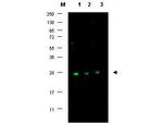 p27 Kip1 Antibody in Western Blot (WB)
