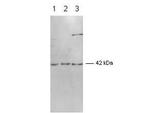 ERK2 Antibody in Western Blot (WB)