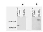 CIITA Antibody in Western Blot (WB)