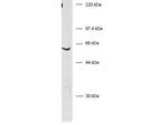 BIVM Antibody in Western Blot (WB)