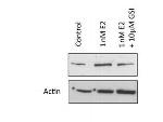 NOTCH 1 Antibody in Western Blot (WB)
