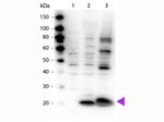 Phospho-Myosin (Ser19, Ser20) Antibody in Western Blot (WB)