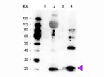 Phospho-Myosin (Ser19, Ser20) Antibody in Western Blot (WB)