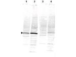 CaM Kinase IV Antibody in Western Blot (WB)