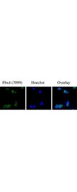 FBXO4 Antibody in Immunocytochemistry (ICC/IF)