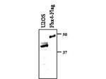 FBXO4 Antibody in Western Blot (WB)