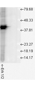 Erk1/2 Antibody in Western Blot (WB)
