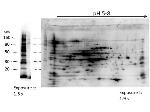 LMW E.Coli Host Cell Proteins Antibody in Western Blot (WB)
