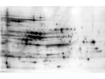 E.coli HCP Antibody in Western Blot (WB)