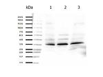 ORAI1 Antibody in Western Blot (WB)