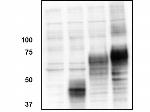 ORAI1 Antibody in Western Blot (WB)