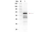 Aldehyde Dehydrogenase Antibody in Western Blot (WB)