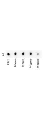 Streptavidin Antibody in Dot Blot (DB)