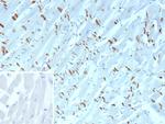 N-Cadherin/Cadherin-2/CD325 (NCAD) Antibody in Immunohistochemistry (Paraffin) (IHC (P))