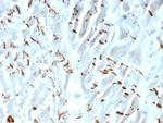 N-Cadherin/Cadherin-2/CD325 (NCAD) Antibody in Immunohistochemistry (Paraffin) (IHC (P))