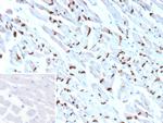 N-Cadherin/Cadherin-2/CD325 (NCAD) Antibody in Immunohistochemistry (Paraffin) (IHC (P))