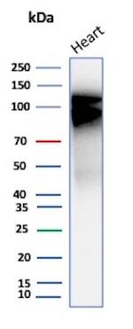 N-Cadherin/Cadherin-2/CD325 (NCAD) Antibody in Western Blot (WB)