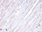 N-Cadherin/Cadherin-2/CD325 (NCAD) Antibody in Immunohistochemistry (Paraffin) (IHC (P))