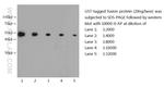 GST Tag Antibody in Western Blot (WB)