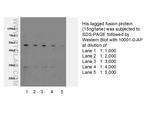 His tag Antibody in Western Blot (WB)