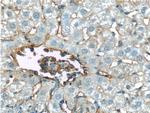 Icam-1 Antibody in Immunohistochemistry (Paraffin) (IHC (P))