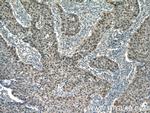 AP1/JUN/P39 Antibody in Immunohistochemistry (Paraffin) (IHC (P))