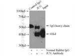 AP1/JUN/P39 Antibody in Immunoprecipitation (IP)