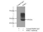 PDK1 Antibody in Immunoprecipitation (IP)