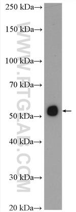PDK1 Antibody in Western Blot (WB)