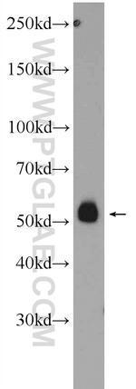 PDK1 Antibody in Western Blot (WB)