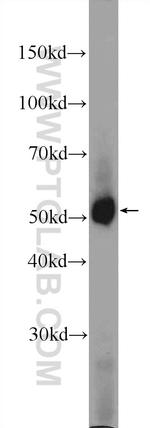 PDK1 Antibody in Western Blot (WB)